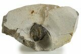 Bargain, Diademaproetus Trilobite - Ofaten, Morocco #341326-2
